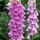 Avatar Digitalis