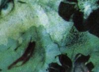 Cover les_meilleurs_albums_de_the_cure