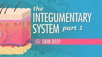 The Integumentary System, Part 1 - Skin Deep