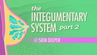 The Integumentary System, Part 2 - Skin Deeper