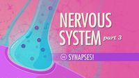 The Nervous System, Part 3 - Synapses!