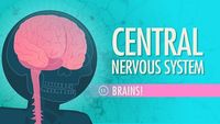 Central Nervous System