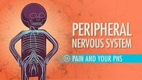 Peripheral Nervous System