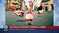 Les poules pourraient dominer le monde