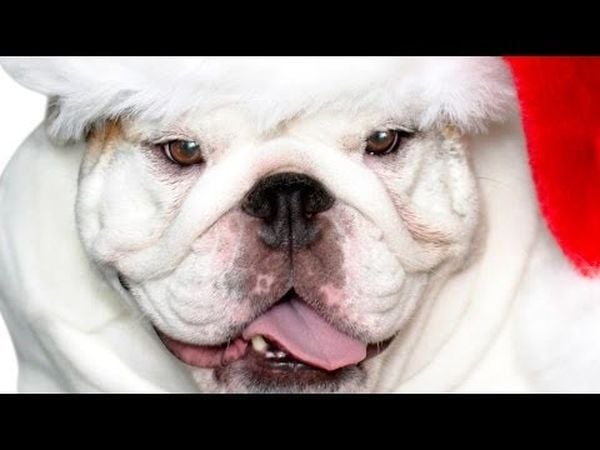 A Bulldog for Christmas