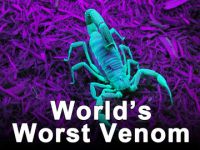 World's Worst Venom