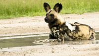 A Wild Dog's Tale