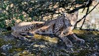 Wild Iberia: Mystery of the Lynx