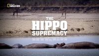 The Hippo Supremacy