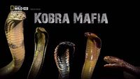 Cobra Mafia