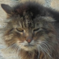 Avatar Chaton_Marmot