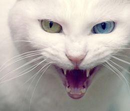 image-https://media.senscritique.com/media/000010113808/0/my_cat_from_hell.jpg