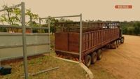 Transport d'abeilles XXL