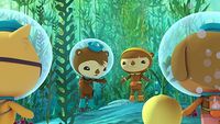 Les Octonauts et l'invasion d'oursins