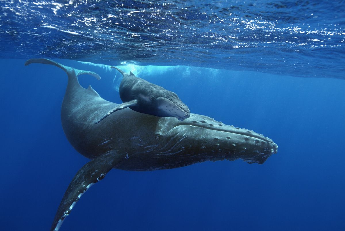 Baleines Documentaire (2015) SensCritique