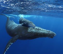 image-https://media.senscritique.com/media/000010434181/0/baleines.jpg
