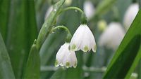 Filling the Fenceline - Tips for Trees - Spring Colour - Pruning Grevilleas - Di's Garden