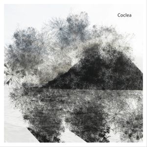 Coclea