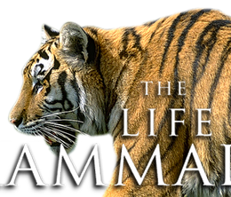 image-https://media.senscritique.com/media/000010531069/0/the_life_of_mammals.png