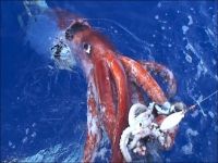 Giant Squid: Caught On Camera