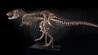 Valley of the T-Rex