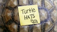 Turtle Hats
