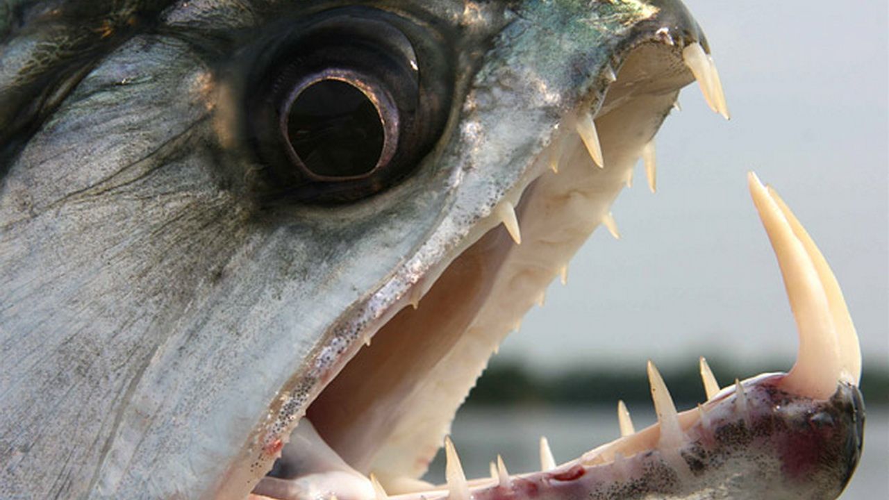 monstre d eau douce - Recherche Google  River monsters, Jeremy wade, Monster  fishing