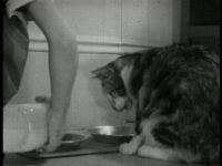 Kitty Cleans Up