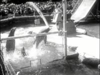 Aqua Frolics