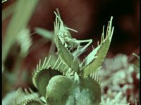 Carnivorous Plants