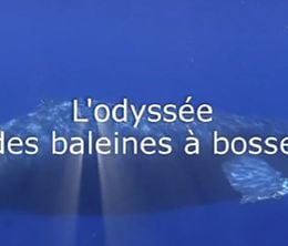 image-https://media.senscritique.com/media/000010953771/0/l_odyssee_des_baleines_a_bosse.jpg