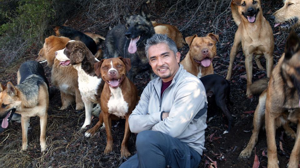 César L Homme Qui Parlait Aux Chiens Affiches, posters et images de César, l'homme qui parle... (2004)