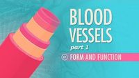 Blood Vessels, Part 1 - Form and Function