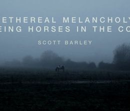 image-https://media.senscritique.com/media/000011042819/0/the_ethereal_melancholy_of_seeing_horses_in_the_cold.jpg