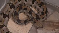 Funeral Home Snake