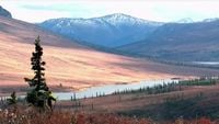 Yukon Giants: Northern Alaska Moose (2)
