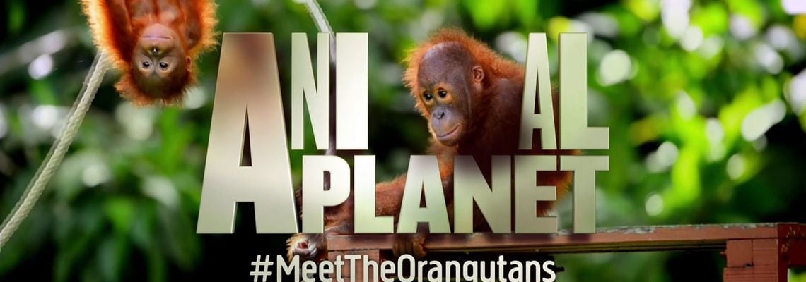 Cover Meet the Orangutans