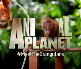 image-https://media.senscritique.com/media/000011353688/0/meet_the_orangutans.jpg