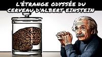 L’étrange odyssée du cerveau d’Albert Einstein