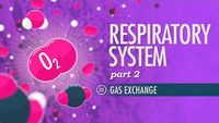 Respiratory System, Part 2 - Gas Exchange