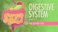 Digestive System, Part 1 - The 30 Foot Tube