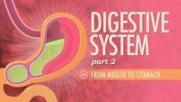 Digestive System, Part 2 - From Mouth to Stomach