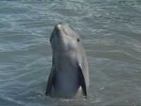 Flipper's Underwater Museum