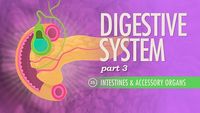 Digestive System, Part 3 - Intestines & Accessory Organs