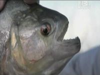 Le piranha