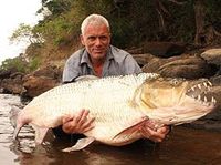 Poisson démon