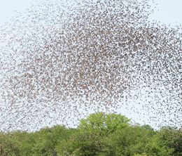 image-https://media.senscritique.com/media/000011883871/0/the_life_of_birds.jpg