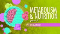 Metabolism & Nutrition, Part 2 - Using Energy