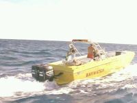 Requins en Danger