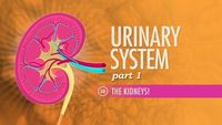 Urinary System, Part 1 - The Kidneys!